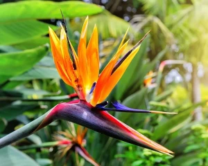 Seminte Flori Strelitzia Pasarea Paradisului, 1 gram, Opal